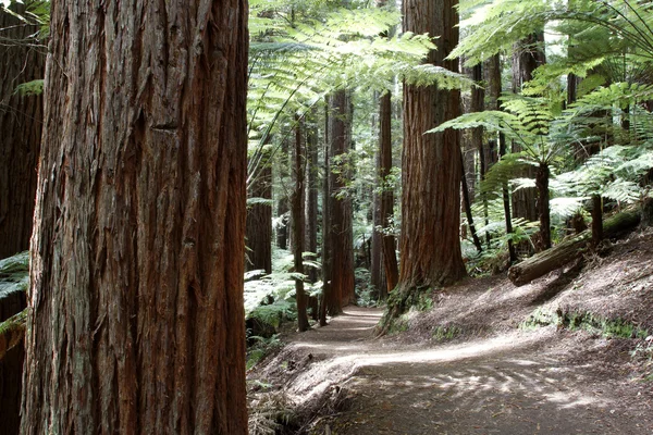 Redwood erdőben — Stock Fotó