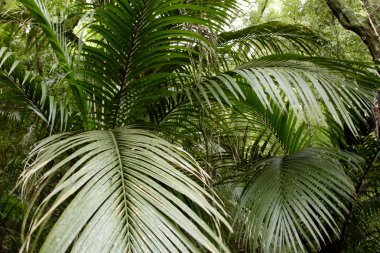 Ferns tropikal ormanda