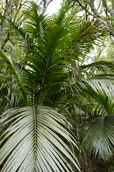 Ferns tropikal ormanda — Stok fotoğraf