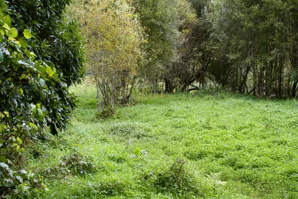 stock image Field and trees