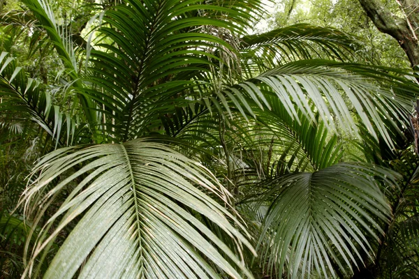 在热带丛林中的蕨类植物 — 图库照片