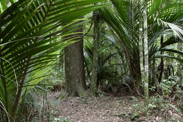 Pădure tropicală — Fotografie, imagine de stoc