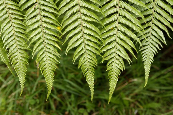 Closeup de folhas de samambaia — Fotografia de Stock