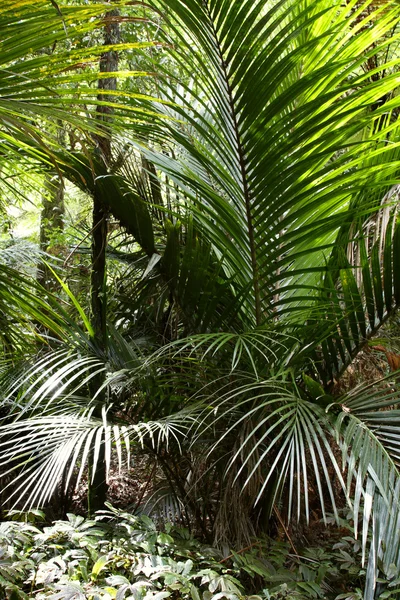 在热带丛林中的蕨类植物 — 图库照片