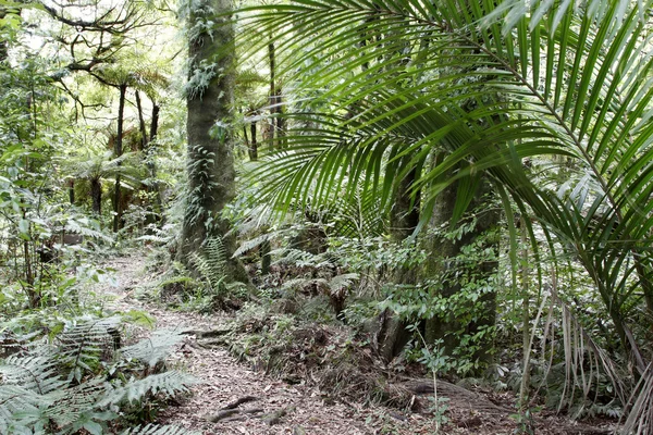 Esőerdő — Stock Fotó