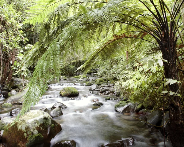 stock image Mountain stream