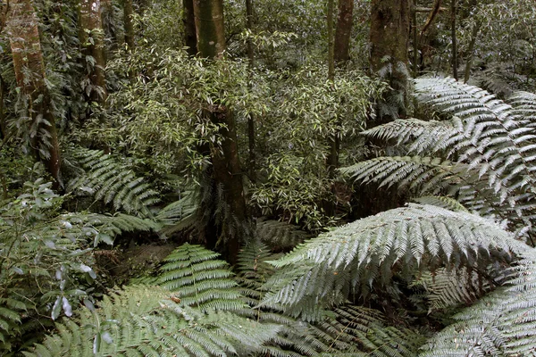 열대 정글 — 스톡 사진