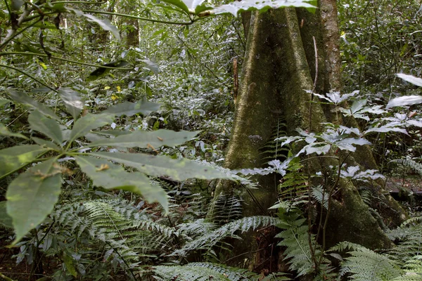 Тропічні джунглі — стокове фото