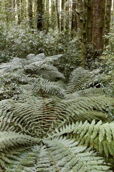 Τροπική ζούγκλα — Φωτογραφία Αρχείου