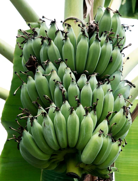 Banana sull'albero — Foto Stock