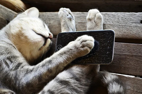 Сонная кошка — стоковое фото