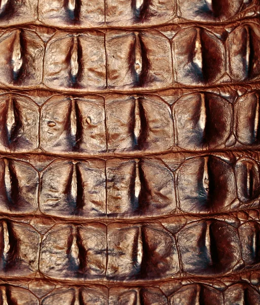 Süßwasser Krokodilknochen Haut Textur Hintergrund. — Stockfoto