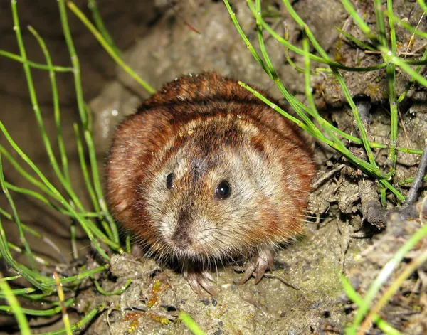 Stock image Siberian Brown Lemming