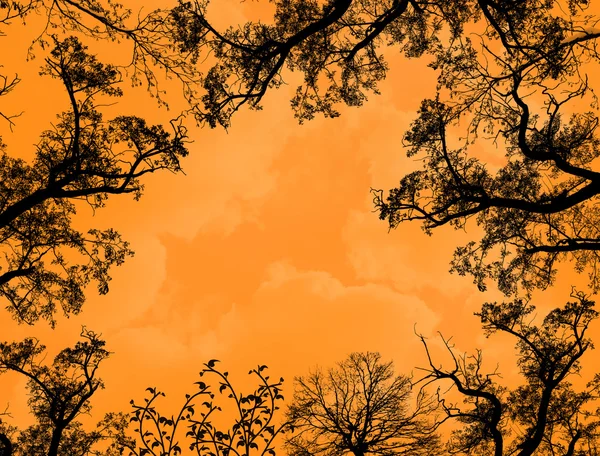 Ramos de árvores contra o céu laranja —  Vetores de Stock