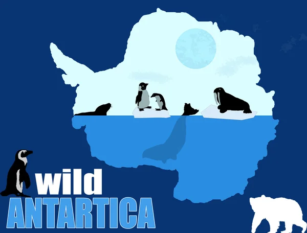 Wild Antartica poster background, — Stock Vector