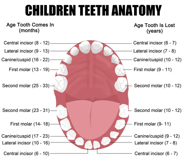 Anatomie van kinderen tanden — Stockvector