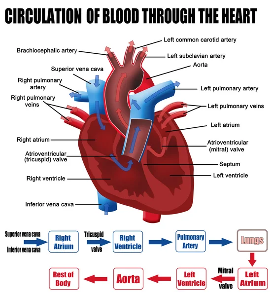 Circulation of blood through the heart — Stock Vector