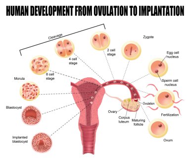 Human development from ovulation to implantation clipart