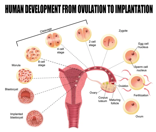 Desenvolvimento humano desde a ovulação até à implantação —  Vetores de Stock