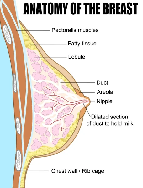 Anatomía de la mama — Vector de stock