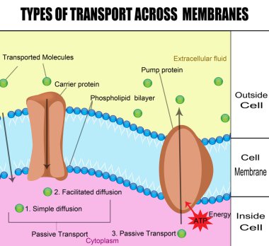 Types of transport across membranes