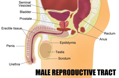 Male Reproductive System clipart