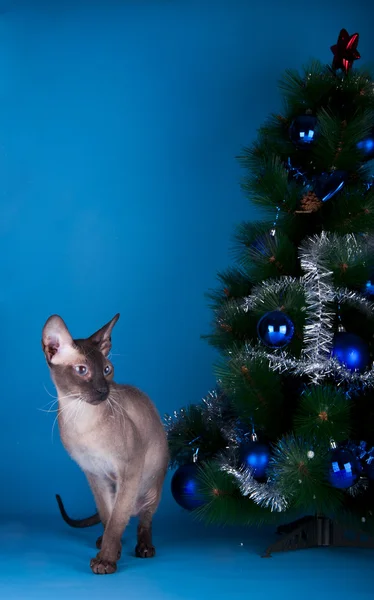 고양이 크리스마스 트리 배경 — 스톡 사진