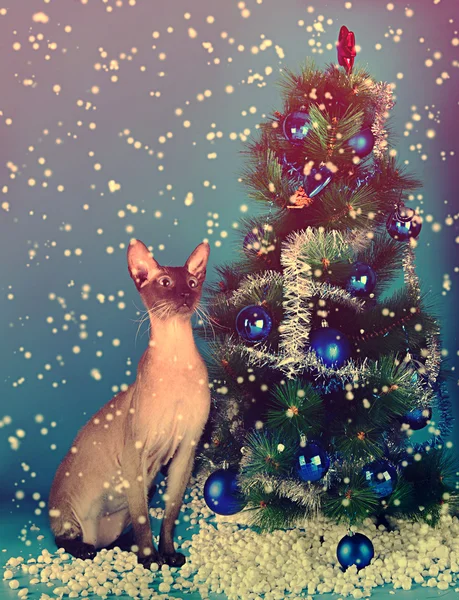 Kočka na pozadí vánoční stromeček — Stock fotografie