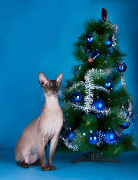 Gatto sullo sfondo dell'albero di Natale — Foto Stock