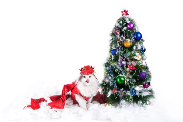 Кота на фоне рождественской елки — стоковое фото