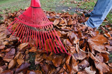 Rake leaves. remove leaves. gardening in the he clipart