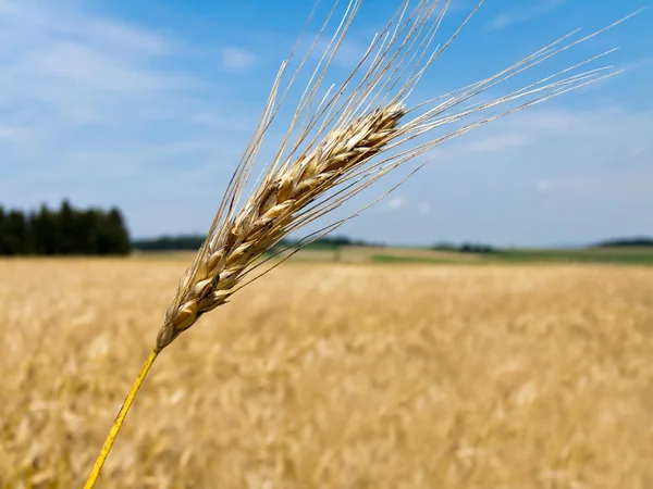 Arpa çivili buğday tarlası — Stok fotoğraf