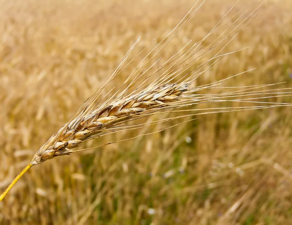 大麦のスパイクを持つコムギ畑 — ストック写真