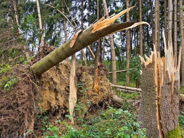 Danni da tempesta. alberi nella foresta dopo una tempesta . — Foto Stock