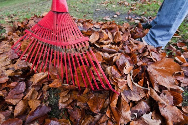 Harkenblätter. Blätter entfernen. Gartenarbeit im Garten — Stockfoto
