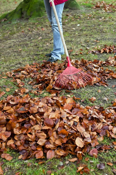 Hojas de rastrillo. retirar las hojas. jardinería en el él — Foto de Stock