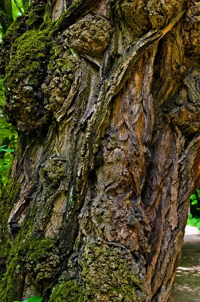 Tronco d'albero e corteccia di un vecchio albero — Foto Stock