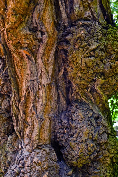 Fa törzse és egy öreg fa kéreg — Stock Fotó