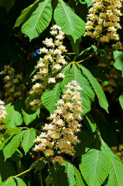 Bloemen van een kastanjeboom — Stockfoto