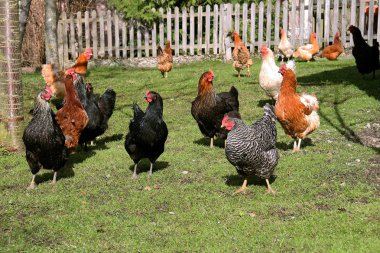 Happy chickens on a farm clipart