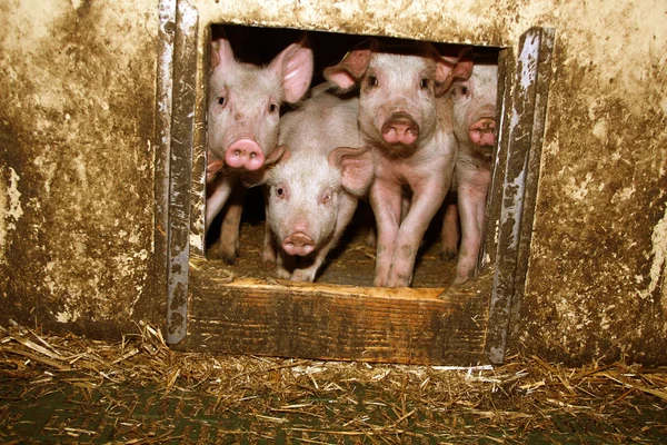 stock image Piglets in the barn