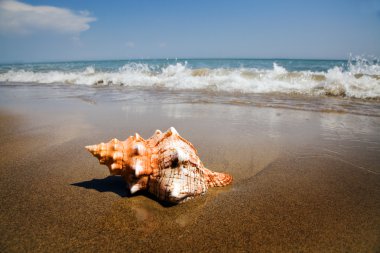 Sea and beach sand with shell clipart