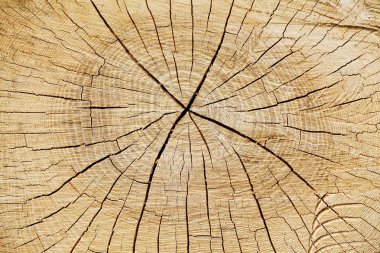 Cut-off tree trunk clipart