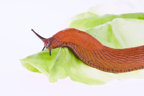 Nacktschnecke auf einem Salatblatt — Stockfoto