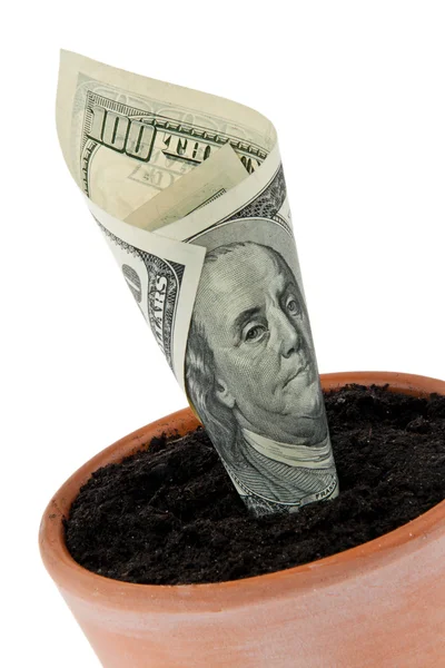 Dollarschein im Blumentopf. Zinssätze, Wachstum. — Stockfoto
