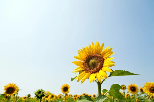 Bright yellow sunflowers in a field — Stock Photo, Image