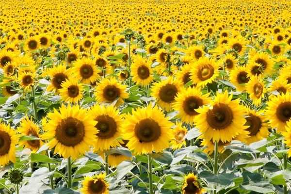 Bright yellow sunflowers in a field — Stock Photo, Image