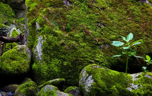 Река в горах с водой и камнями — стоковое фото