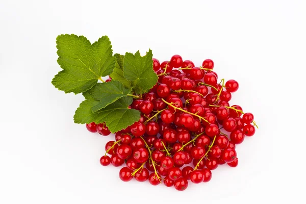 Ribes rosso - ribes rosso — Foto Stock