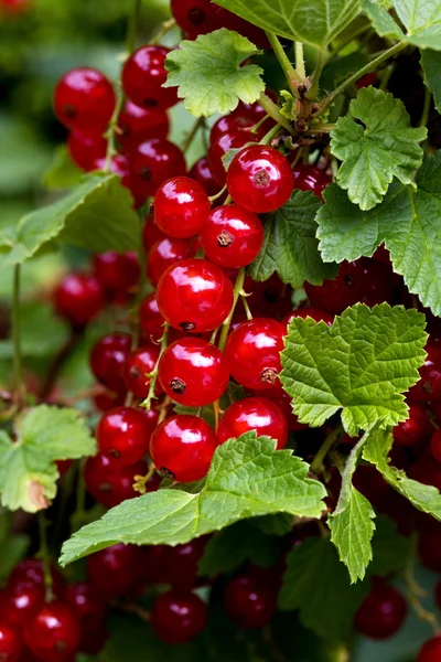 Rode bessen. bessen. Ribes rubrum — Stockfoto